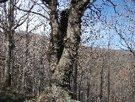 nte Cagliato-20110220 025